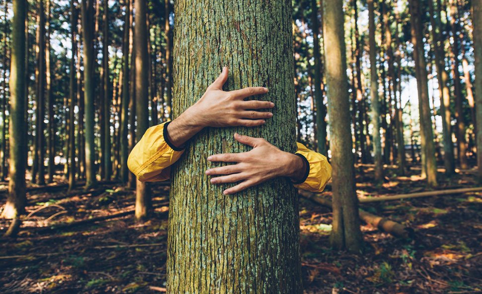 fight deforestation 